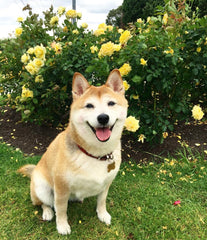 Original  23401 My Dog Juno (Shiba Inu) -  Painted in 2023 - Ink and water colour on paper, 41.50x59cm (A2)